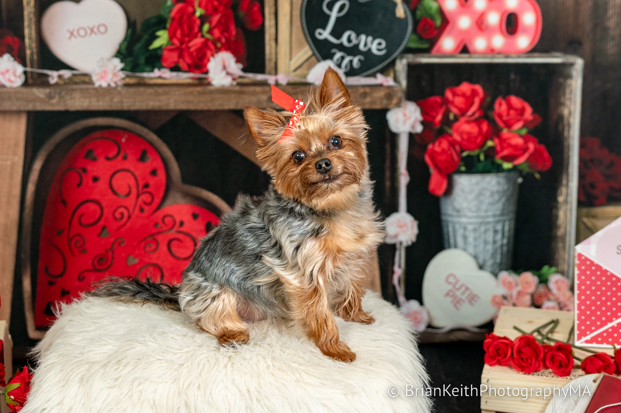 Cute Yorkie sitting in a themed valentines day pet session