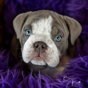 Cute bulldog sitting in a fuzzy purple blanket