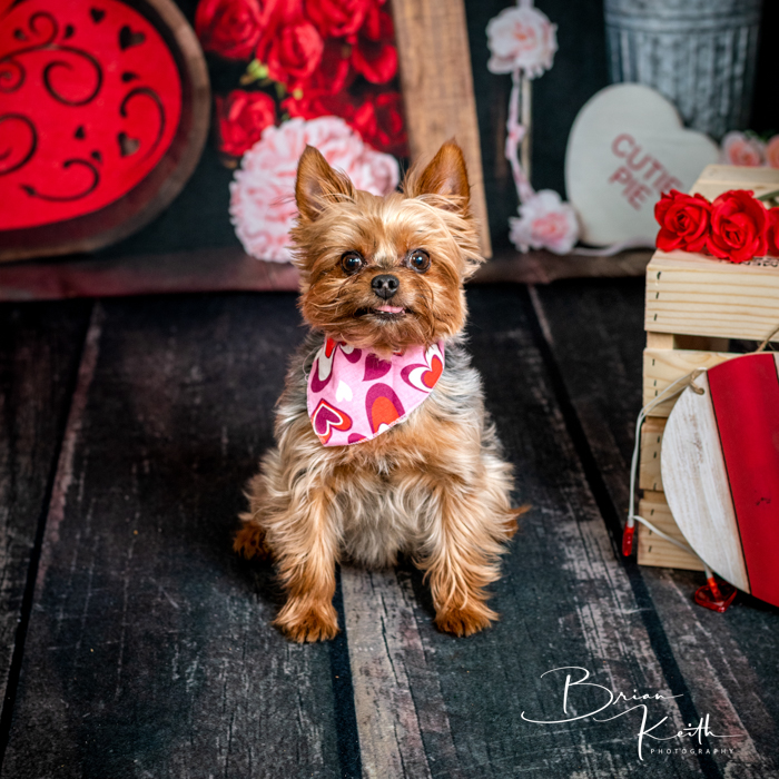 Cute Yorkie posing for a themed valentine day session